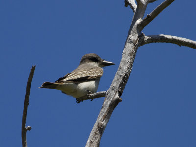 Grey Kingbird (Tyrannus dominicensis) Gr kungstyrann
