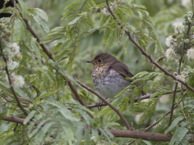 Grey-cheeked Thrush (Catharus minimus) Grkindad skogstrast