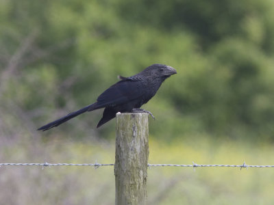 Grove-billed Ani (Crotophaga sulcirostris) Strimnbbad ani