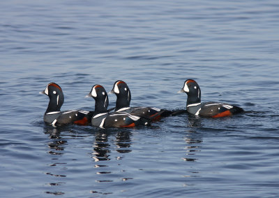 Harlequin Duck (Histrionicus histrionicus) Strmand