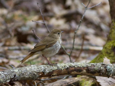 Hermit Thrush (Catharus guttatus) Eremitskogstrast
