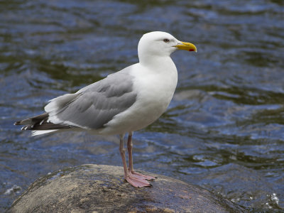 American Herring Gull (Larus smithsonianus) Kanadatrut