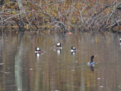 Hooded Mergenser (Lophodytes cucullatus) Kamskrake	