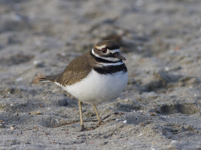 Killdeer (Charadrius vociferus) Skrikstrandpipare