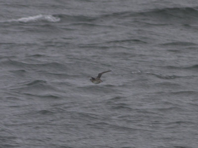 Kittlitz's Murrelet (Brachyramphus brevirostris) Brunalka