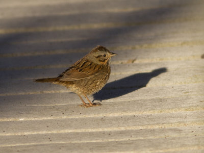 Lincoln Sparrow (Melospiza lincolnii) Lincolnsparv