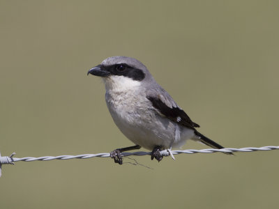 Loggerhead Shrike (Lanius ludovicianus) Amerikansk trnskata