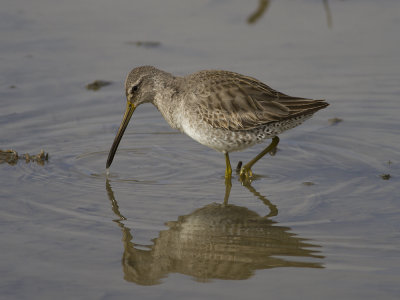 Long-billed Dowitcher (Limnodromus scolopaceus) Strre beckasinsnppa