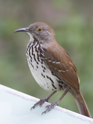 Long-billed Thrasher (Toxostoma longirostre) Lngnbbad hrmtrast