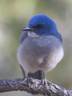 Mexican Jay (Aphelocoma wollweberi) Mexikoskrika