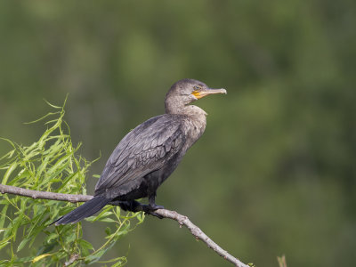 Neotropic Cormorant (Phalacrocorax brasilianus) Amazonskarv