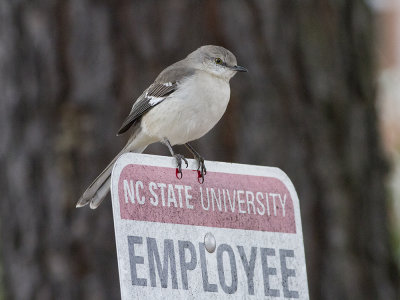 Northern Mockingbird (Mimus polyglottos) Nordlig hrmtrast
