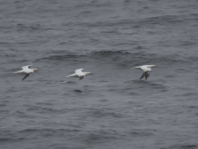 Northern Gannet (Morus bassanus) Havssula