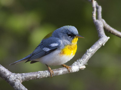 Northern Parula (Setophaga americana) Messngare