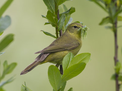 Orange-crowed Warbler (Leiothlypis celata) Orangekronad skogssngare