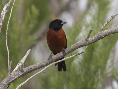 Orchard Oriol (Icterus spurius) Trdgrdstrupial