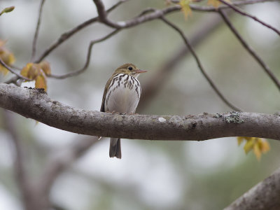 Ovenbird (Seiurus aurocapilla) Rdkronad piplrksngare