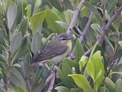 Philadelphia Vireo (Vireo philadelphicus) Kanadavireo