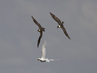 Pomarine Jaeger (Stercorarius pomarinus) Bredstjrtad labb