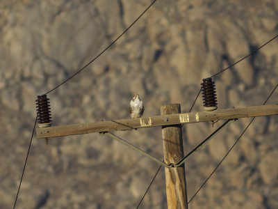 Prairie Falcon (Falco mexicanus) Prriefalk