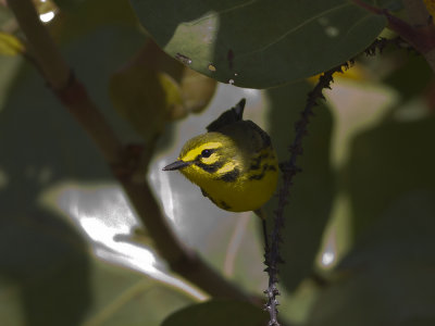 Prairie Warbler (Setophaga discolor) Prrieskogssngare