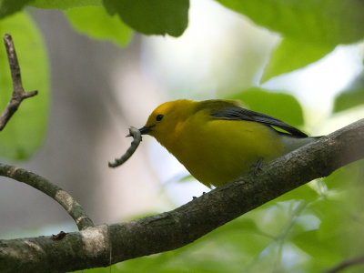 Prothonotary Warbler (Protonotaria citrea) Gyllenskogssngare