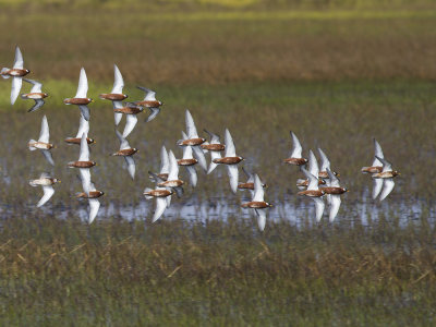 Red Phalarope (Phalaropus fulicarius) Brednbbad simsnppa