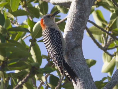 Red-bellied Woodpecker (Melanerpes carolinus) Karolinaspett