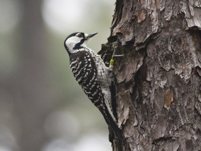 Red-cockaded Woodpecker (Leuconotopicus borealis) Tallspett