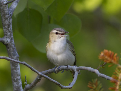 Red-eyed Vireo (Vireo olivaceus) Rdgd vireo
