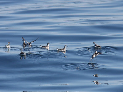 Red-necked Phalarope (Phalaropus lobatus) Smalnbbad simsnppa