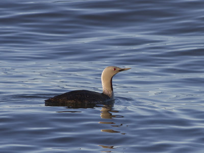 Red-throated Loon (Gavia stellata) Smlom