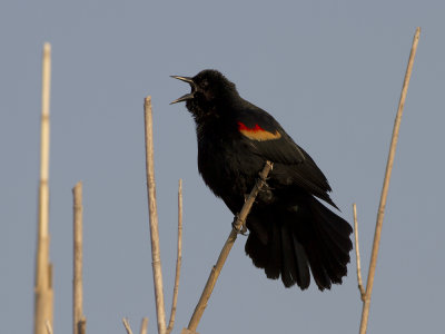 Red-winged Blackbird (Agelaius phoeniceus) Rdvingetrupial