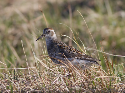 Rock Sandpiper (Calidris ptilocnemis) Klippsnppa