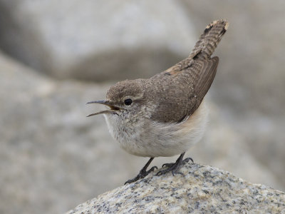 Rock Wren (Salpinctes obsoletus) Klippgrdsmyg