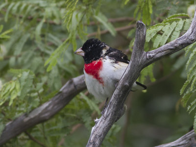 Rose-breasted Grosbeak (Pheucticus ludovicianus) Brokig kardinal