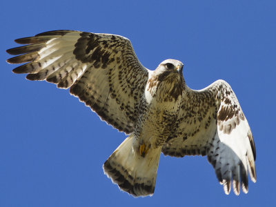 Rough-legged Hawk (Buteo lagopus) Fjllvrk