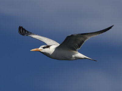 Royal Tern (Thalasseus maximus) Kungstrna