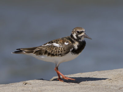 Ruddy Turnstone (Arenaria interpres) Roskarl