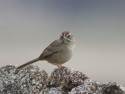 Rufous-crowned Sparrow (Aimophila ruficeps) Rostkronad sparv
