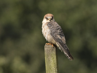 Red-footed Falcon (Falco vespertinus) Aftonfalk