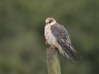 Red-footed Falcon (Falco vespertinus) Aftonfalk