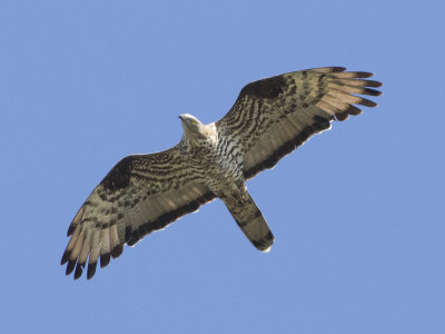 European Honey Buzzard (Pernis apivorus) Bivråk