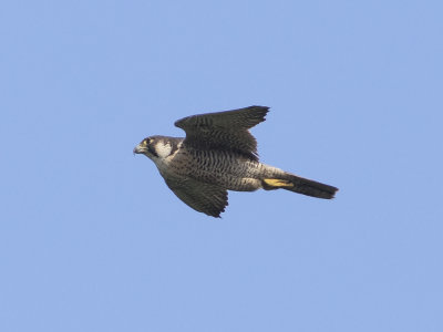 Peregrine Falcon (Falco peregrinus) Pigrimsfalk