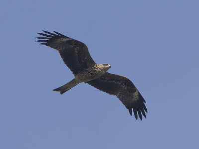 Black Kite (Milvus migrans) Brun glada