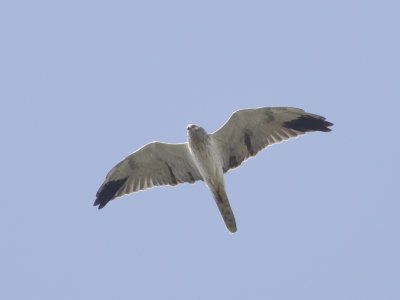 Pallid Harrier (Circus macrourus) Stäpphök