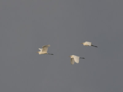 Great Egret (Ardea alba) gretthger