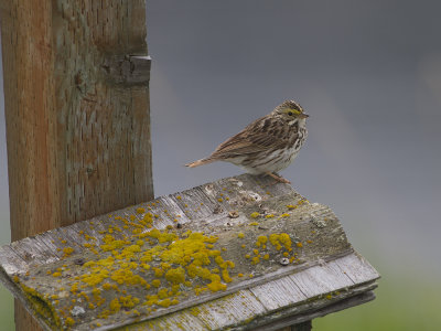 Savannha Sparrow (Passerculus sandwichensis) Gulbrynad grssparv