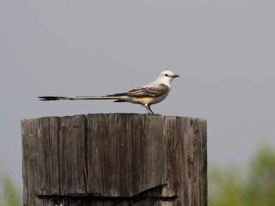 Scissor-tailed Flycatcher (Tyrannus forficatus) Saxstjrtstyrann