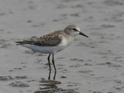 Semipalmated Sandpiper (Calidris pusilla) Sandsnppa